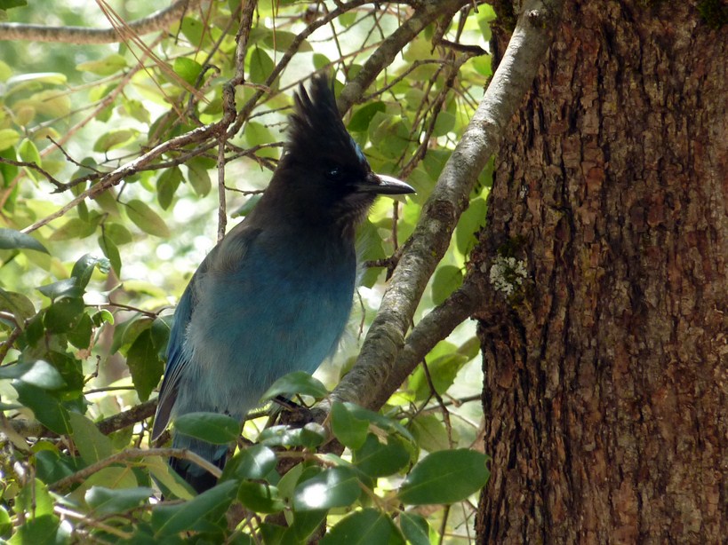 FAUNE 4 (30).JPG